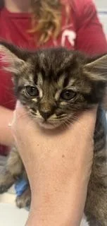 A baby small-sized female Domestic Short Hair cat named Willow for adoption in Haw River, NC