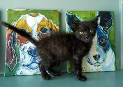 A baby small-sized male Domestic Short Hair cat named Smoke for adoption in San Antonio, TX