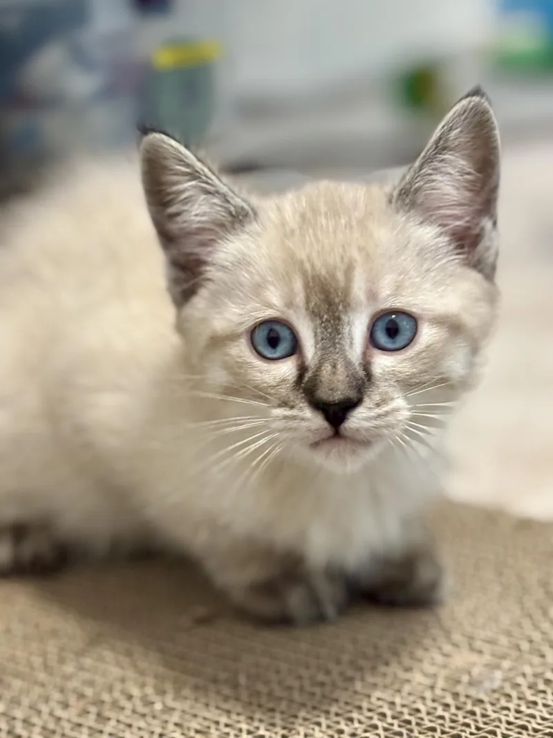 A baby medium-sized male Domestic Short Hair cat named Jax for adoption in Lincoln, CA