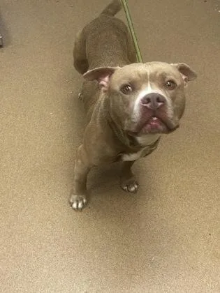 An adult large-sized male Mixed Breed dog named Derricus for adoption in Chamblee, GA