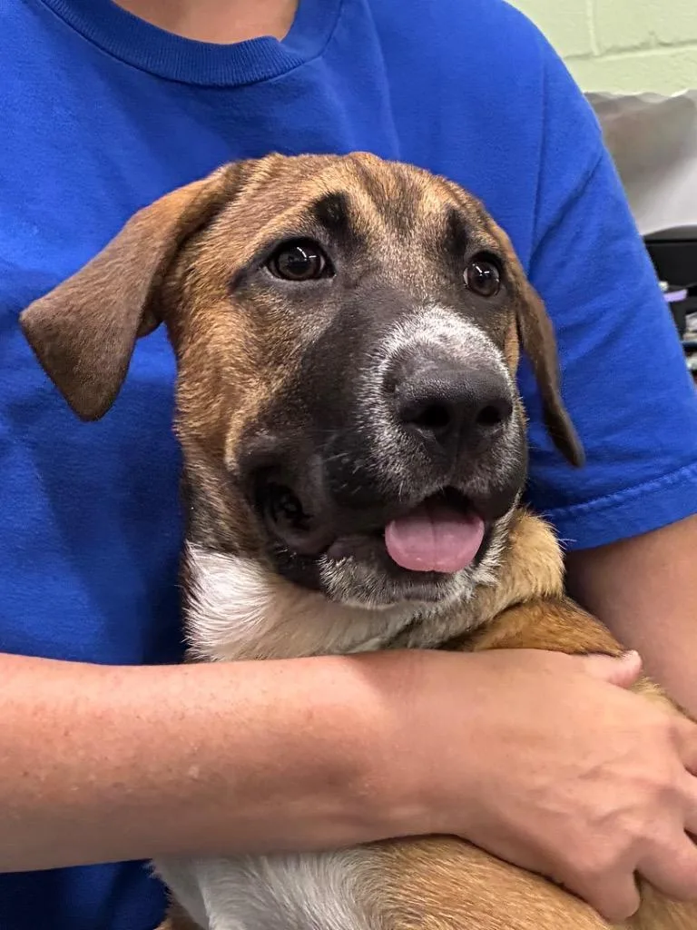A baby medium-sized female Hound dog named Maggie Mae for adoption in Beebe, AR