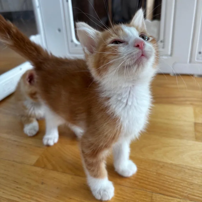 A baby small-sized male Orange / Red Domestic Short Hair cat named Slumber for adoption in Evanston, IL