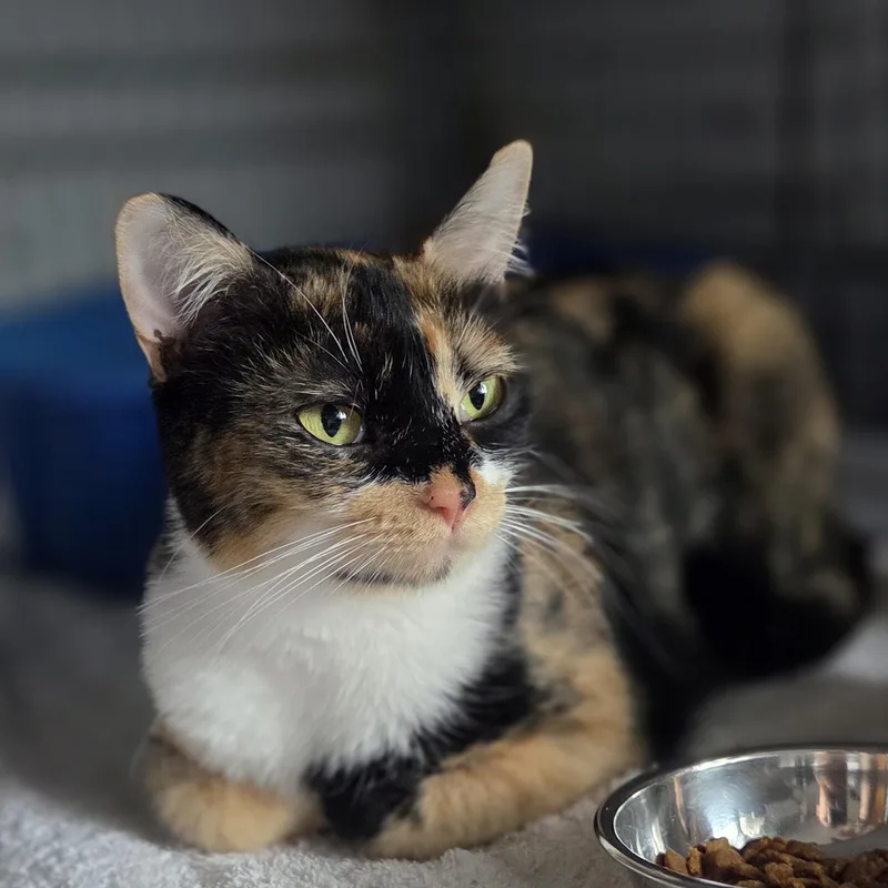Cinnamon thumbnail 2