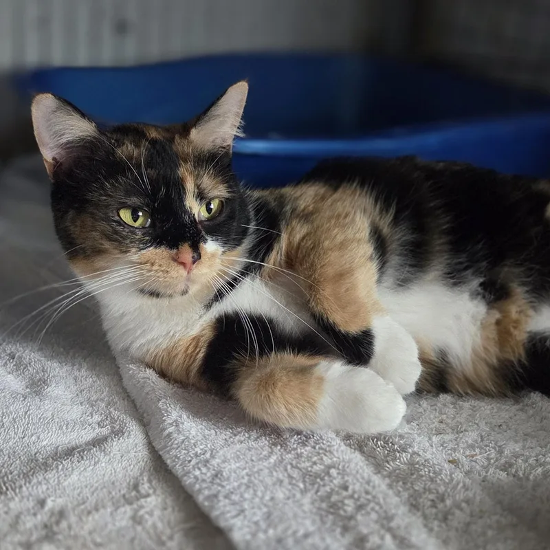 Cinnamon thumbnail 3