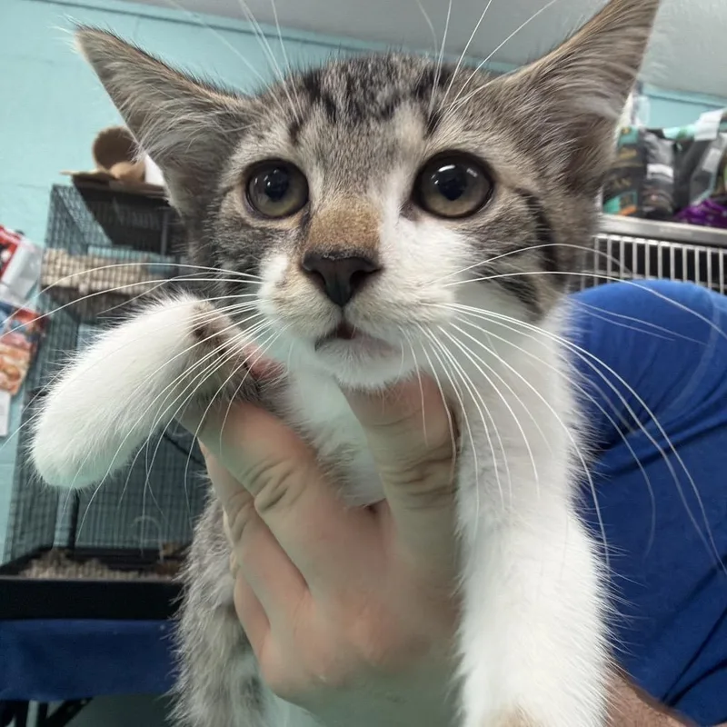 A baby small-sized female Brown / Chocolate Domestic Short Hair cat named Charlotte for adoption in Port Charlotte, FL