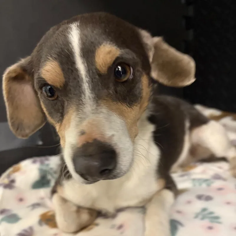 A senior small-sized male Apricot / Beige Mixed Breed dog named Twix for adoption in Charleston, WV