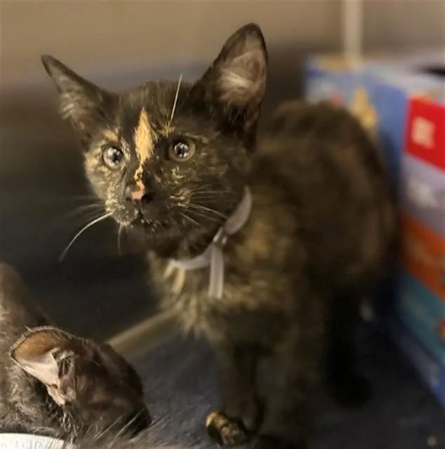 A baby small-sized female Domestic Short Hair cat named Cedar for adoption in Conroe, TX