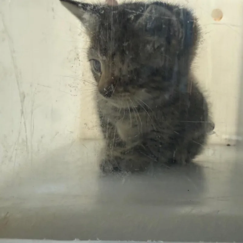 A baby small-sized female Black Domestic Short Hair cat named Minnie for adoption in Columbus, GA