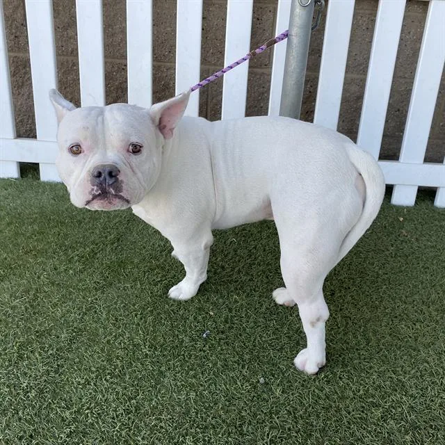 An adult large-sized male American Bulldog dog named A for adoption in Modesto, CA