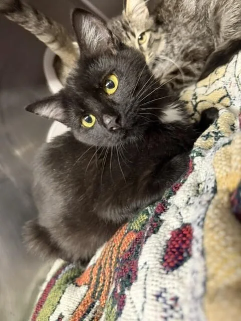 A baby small-sized female Domestic Short Hair cat named Flower for adoption in Stockton, CA