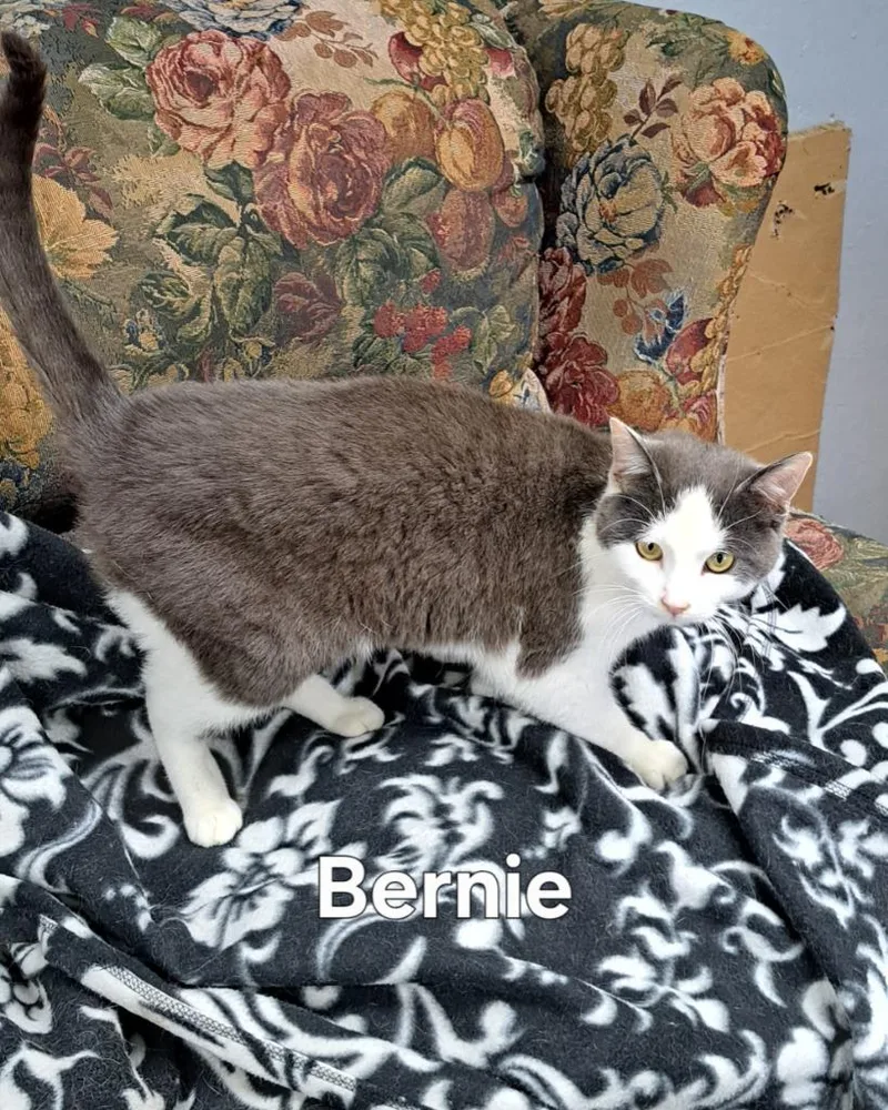 A young medium-sized male Domestic Short Hair cat named Bernie for adoption in Plattsburgh, NY