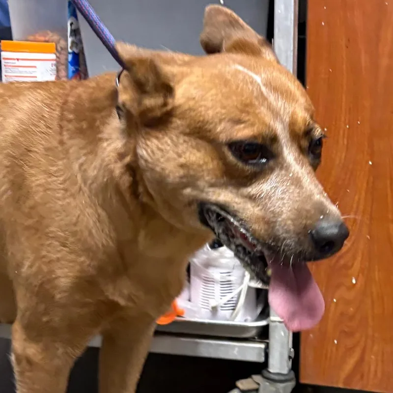 An adult medium-sized female Yellow / Tan / Blond / Fawn Australian Cattle Dog / Blue Heeler dog named Pavi for adoption in Yuma, AZ