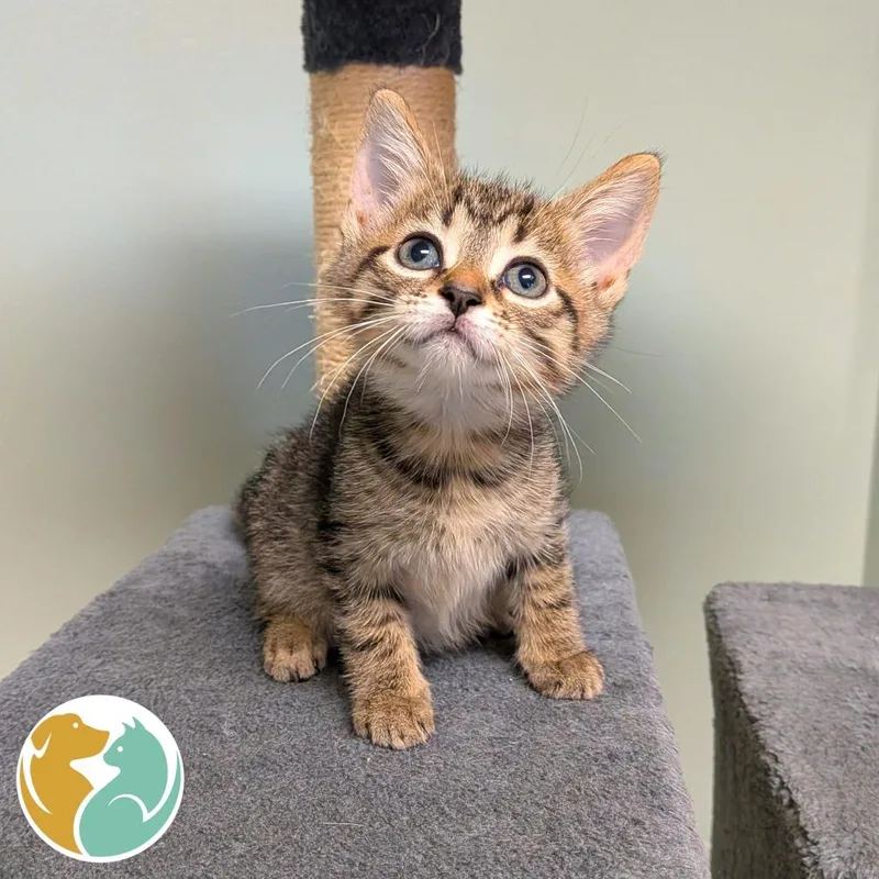 A baby small-sized female Brown / Chocolate Domestic Short Hair cat named Meadow for adoption in Toledo, OH