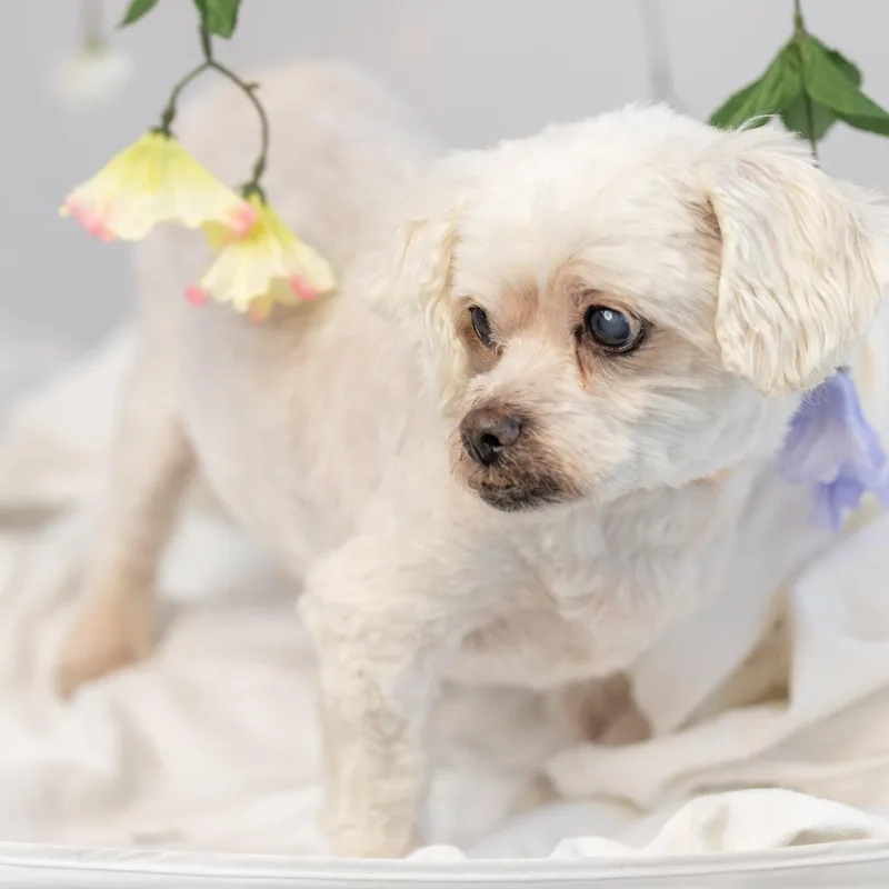 A senior small-sized male Lhasa Apso dog named Frodo: Sponsor Me! for adoption in Homer Glen, IL