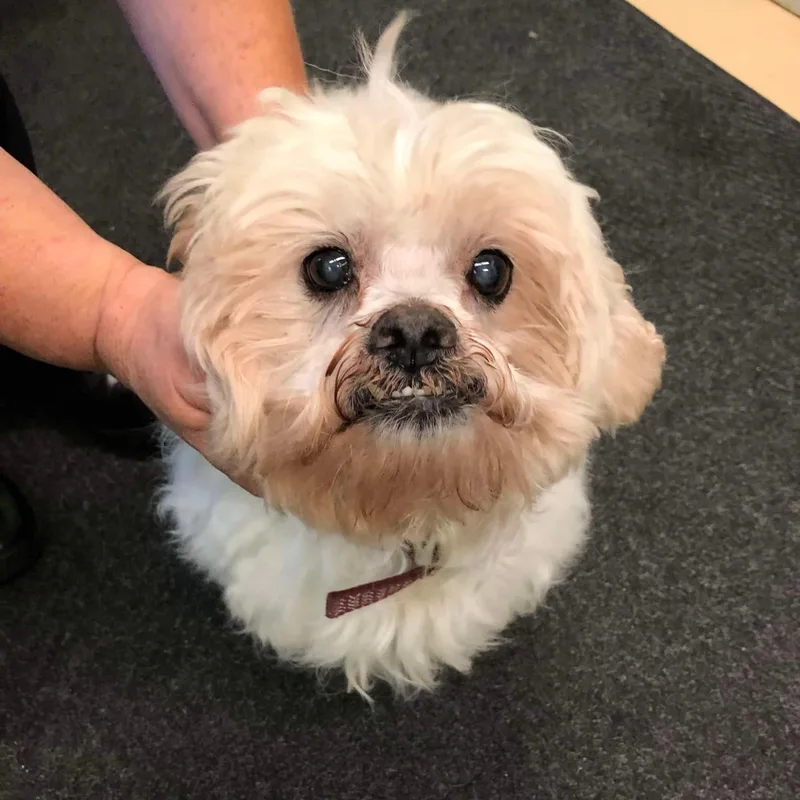 Frodo: Sponsor Me! thumbnail 4