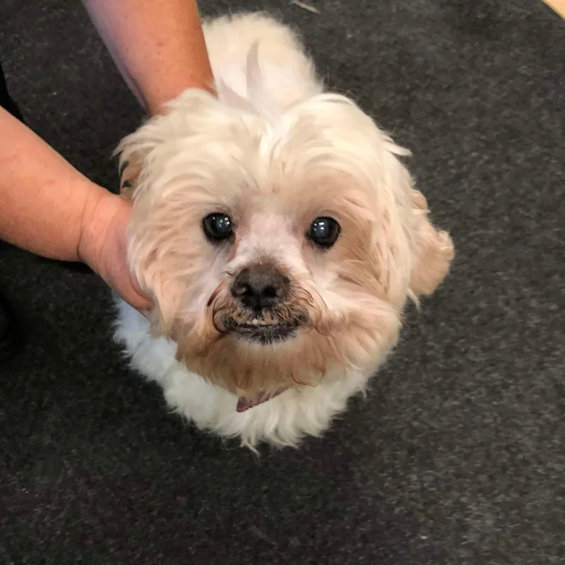 Frodo: Sponsor Me! thumbnail 5