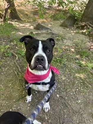 An adult large-sized male Terrier dog named Bert for adoption in Washington, DC