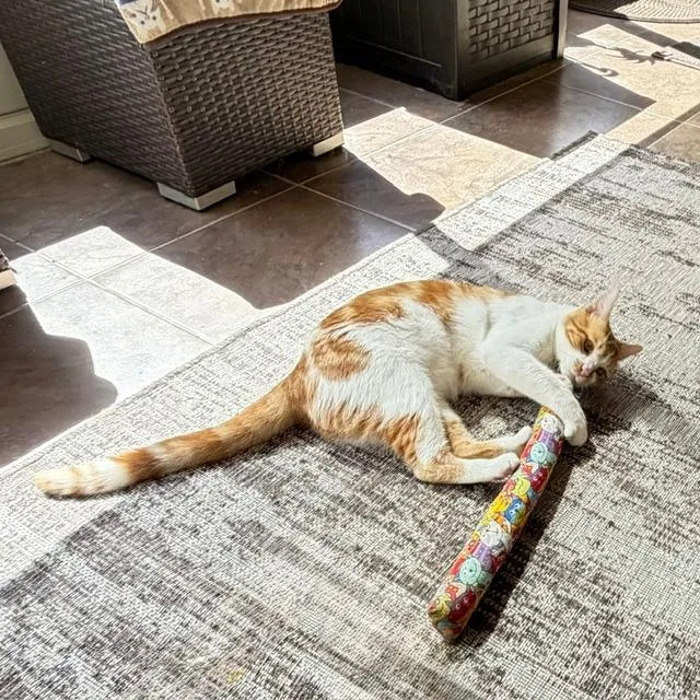 An adult medium-sized male Orange / Red Domestic Short Hair cat named MyersJack for adoption in Bulverde, TX