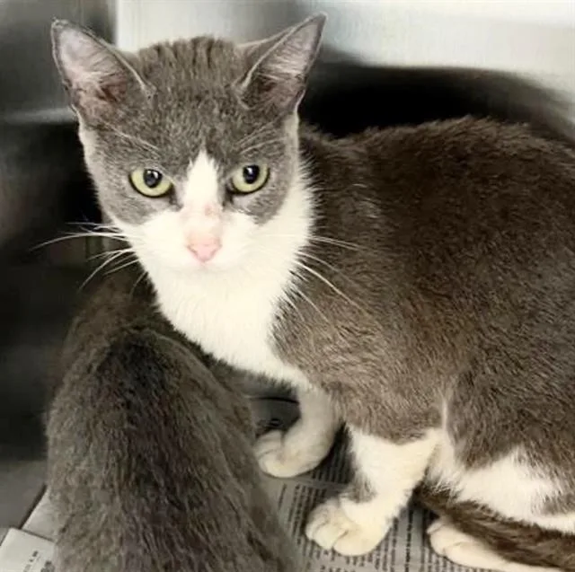 A young medium-sized female Domestic Short Hair cat named Katie for adoption in Houston, TX