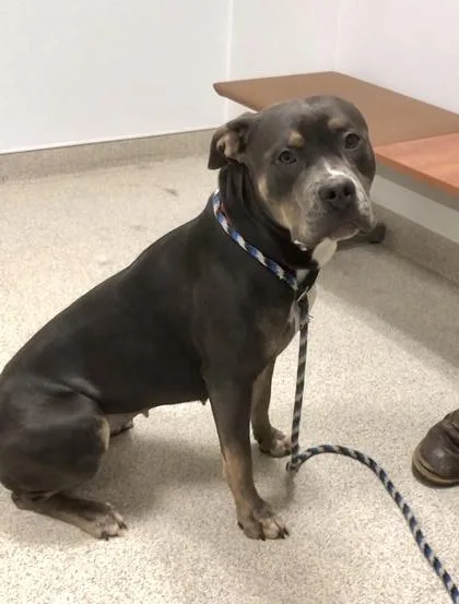 Seraphina thumbnail 2