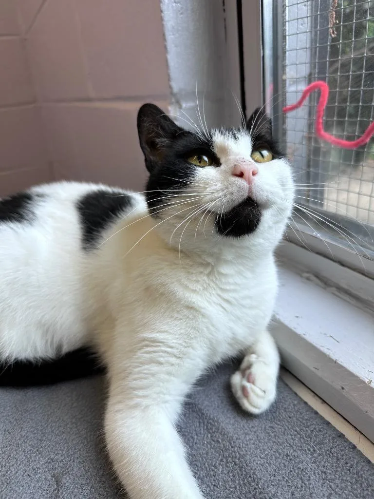 An adult medium-sized female White Domestic Short Hair cat named Little Debbie for adoption in East Northport, NY