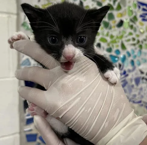 A baby small-sized male Domestic Short Hair cat named Duke Nibbles for adoption in Pensacola, FL