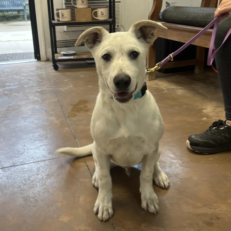 A baby medium-sized male White / Cream Shepherd dog named Norman for adoption in Deerfield, IL