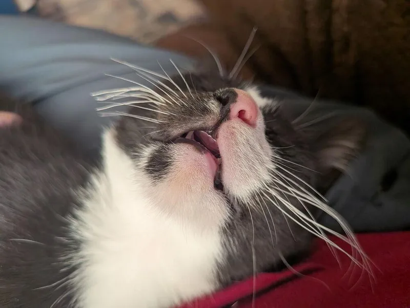 A baby small-sized male Black & White / Tuxedo Domestic Short Hair cat named Pibble for adoption in Statesboro, GA