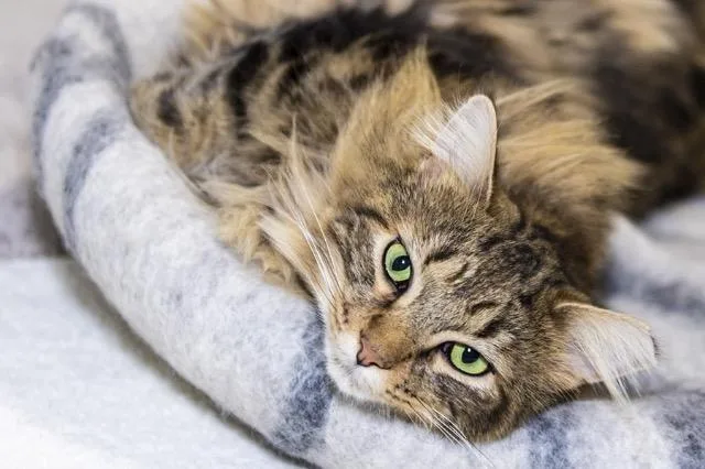 A senior medium-sized female Norwegian Forest Cat cat named Precious for adoption in Kingsland, GA