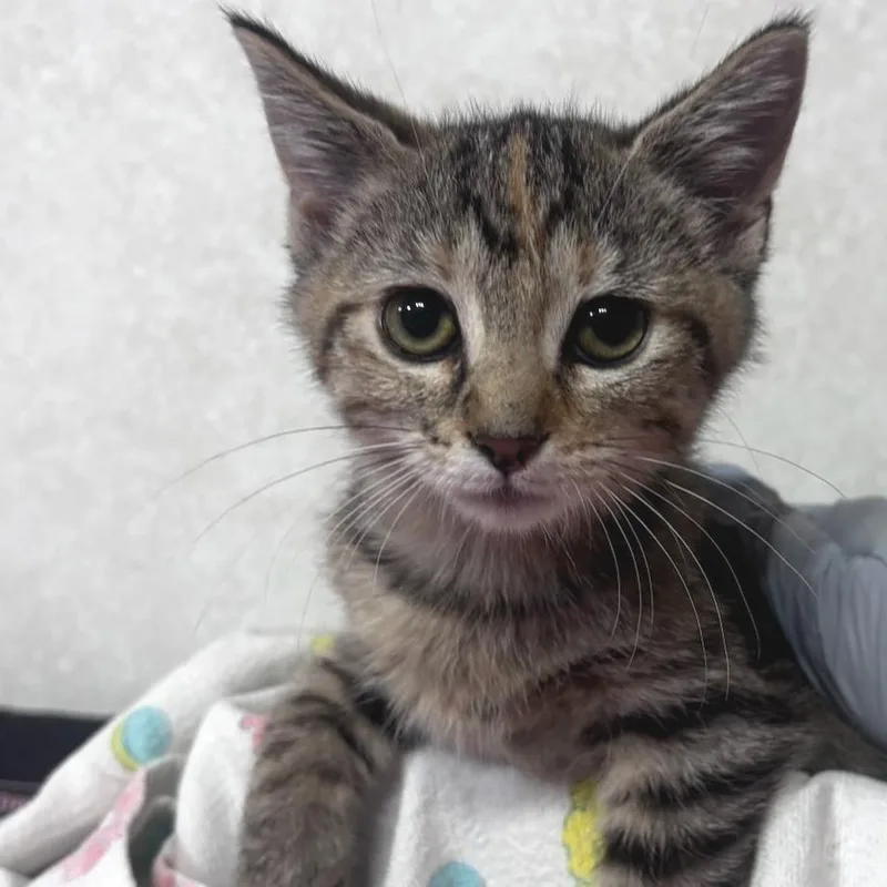 A baby small-sized female Domestic Short Hair cat named Mary PetSmart Belleville for adoption in Belleville, IL