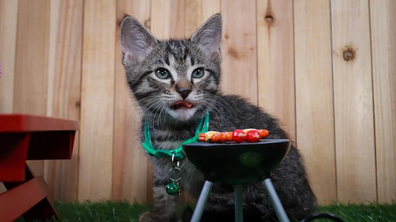 A baby medium-sized female Tabby (Buff / Tan / Fawn) Tabby cat named Sashimi for adoption in Parker, TX