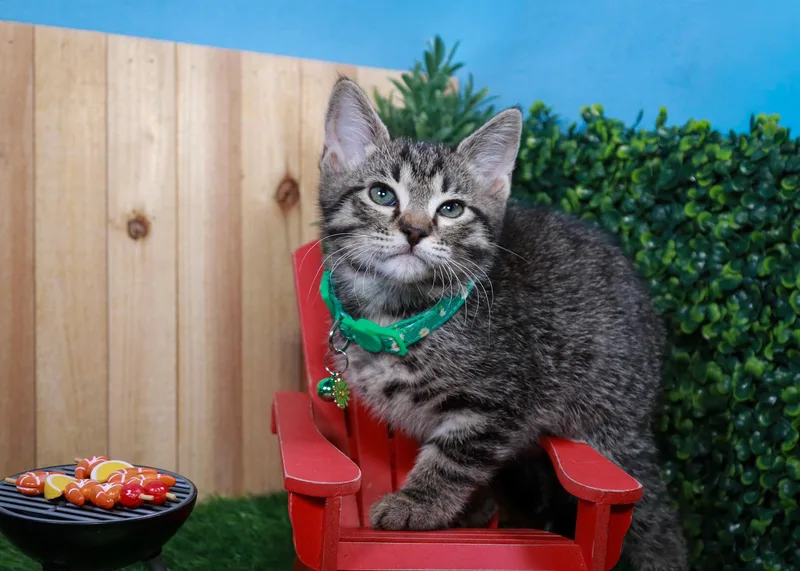 Sashimi thumbnail 5