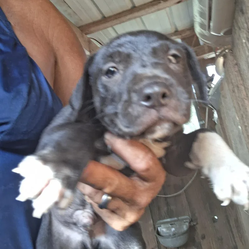 A baby medium-sized male Black Catahoula Leopard Dog dog named Greg for adoption in Morriston, FL