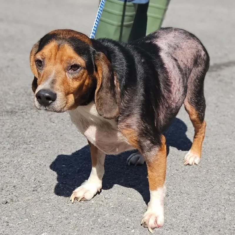 An adult medium-sized male Beagle dog named Dennis for adoption in Fairfax, VA
