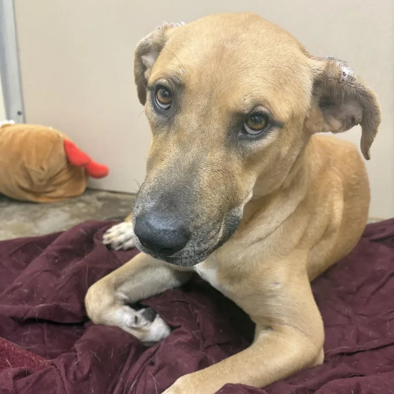 An adult medium-sized female Retriever dog named Fiona Apple for adoption in Cleveland, MS