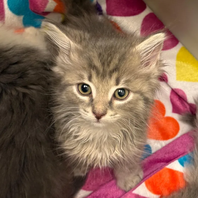 A baby small-sized male Gray / Blue / Silver Domestic Long Hair cat named Cobweb for adoption in Charlottesville, VA