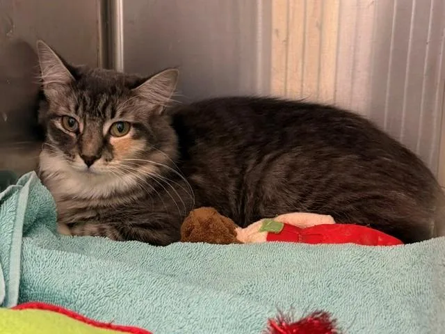 A young small-sized female Domestic Short Hair cat named Suzie Q for adoption in Brighton, CO