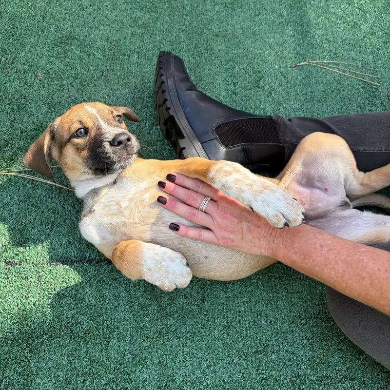 Puppies Brie  Feta thumbnail 5