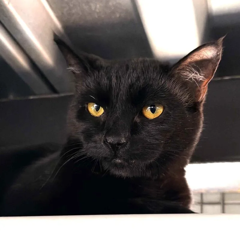 A young medium-sized female Black Domestic Short Hair cat named Lucinda for adoption in San Diego, CA