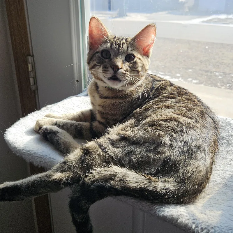 A baby medium-sized male Tabby (Leopard / Spotted) Domestic Short Hair cat named Green for adoption in Ames, IA