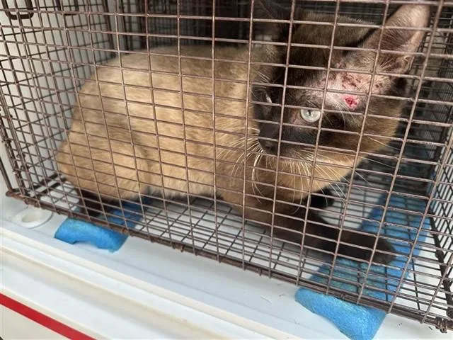 An adult large-sized female Siamese cat named Dahl for adoption in Houston, TX