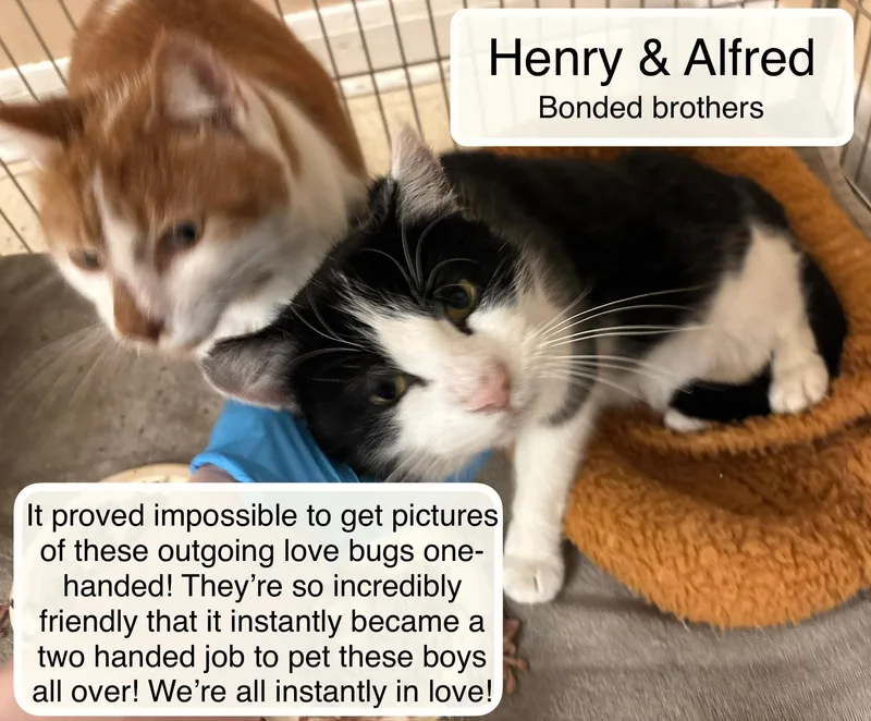 Henry & Alfred At
