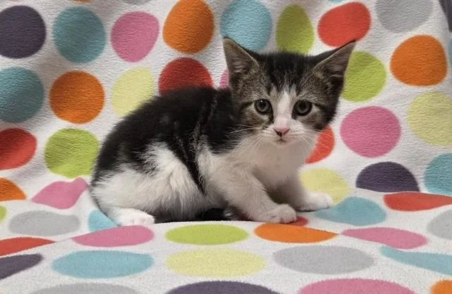A baby small-sized male Domestic Short Hair cat named Pepperoni for adoption in Ames, IA
