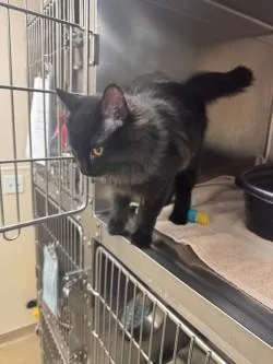 A young medium-sized male Domestic Long Hair cat named Snookums for adoption in Longmont, CO