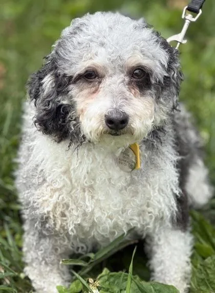 An adult small-sized female Poodle dog named Magnolia for adoption in Malvern, PA