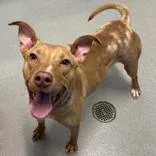 An adult medium-sized male Red / Chestnut / Orange Pit Bull Terrier dog named Pogo for adoption in Hilliard, OH