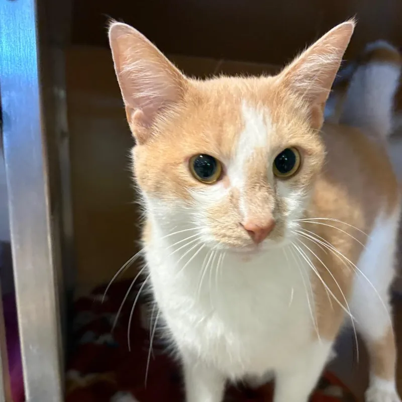 An adult extra large-sized male Domestic Short Hair cat named Gnarly FKA Zest for adoption in Chesapeake, VA