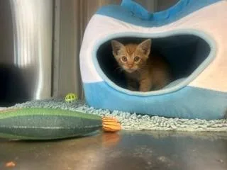 A baby small-sized male Domestic Short Hair cat named Dodge for adoption in Santa Monica, CA