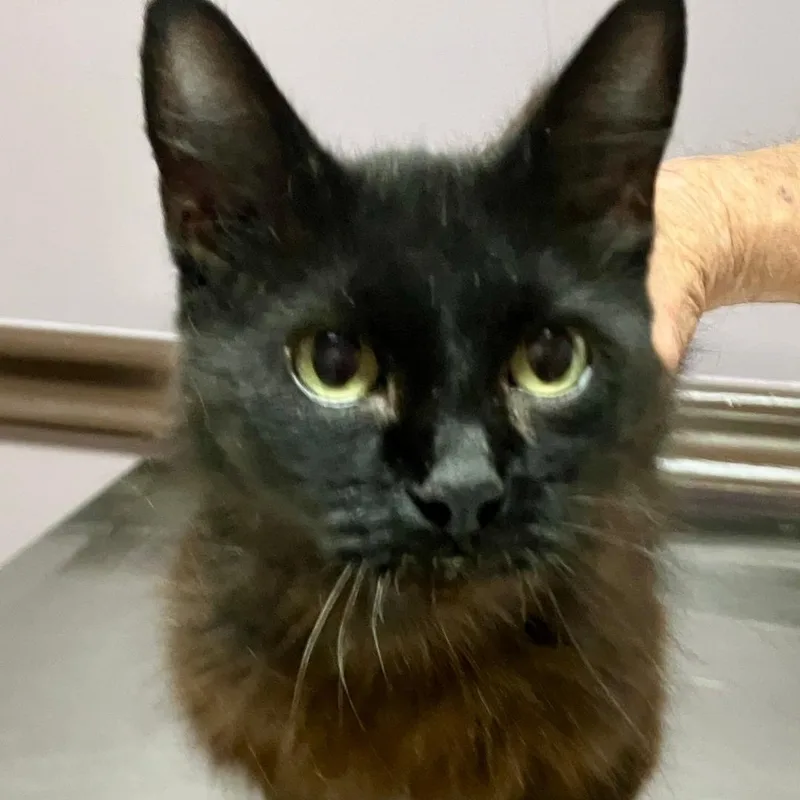 An adult medium-sized female Black Bombay cat named Mamba for adoption in Gastonia, NC