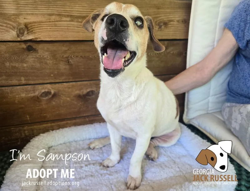 A senior small-sized male Tricolor (Brown, Black, & White) Jack Russell Terrier dog named Sampson for adoption in Conyers, GA